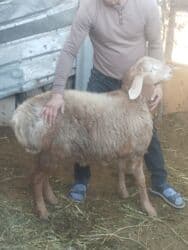 кролики бабочки: Продаю | Овца (самка) | Для разведения | Осеменитель — 7