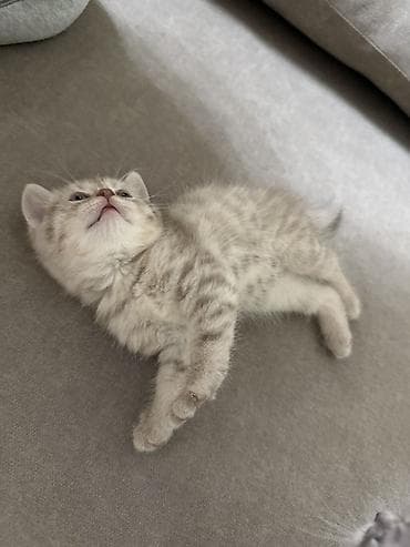 веслоухая кошка: Скотиш Фолд (Шотландская вислоухая), 1 месяц, Девочка, Серый, Приучена к лотку — 6