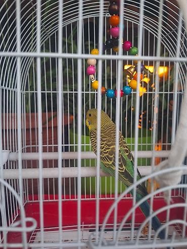 Волнистый попугай в комплекте с клеткой и игрушкой. - Птица окраса