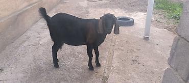 кой эдилбай: Продаю | Коза (самка) | Нубийская | Для разведения — 6