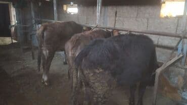 корм фарели: Сатам | Бука (эркек) | Бордоп семиртүү үчүн | Байланган — 2