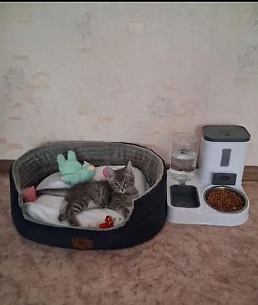 Скотиш Страйт (Шотландская прямоухая), 3 месяца, Мальчик, Серый, Приучена к лотку — 5