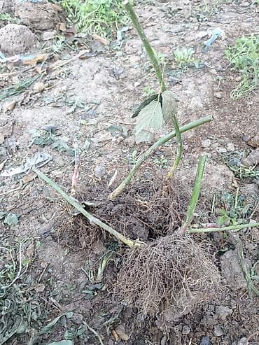 Ежевика кочоттору сатылат!!! 3- жылдык. сорт Лох-Несс! цена at lalafo.kg Ежевика кочоттору сатылат!!! 3- жылдык. сорт Лох-Несс! цена