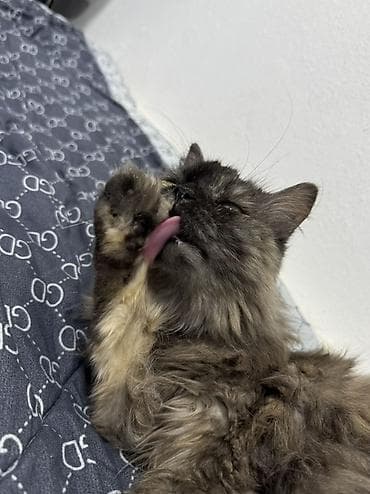 Отдам даром кошку: Кошка даром: Сибирская, 2 года, Девочка — 1