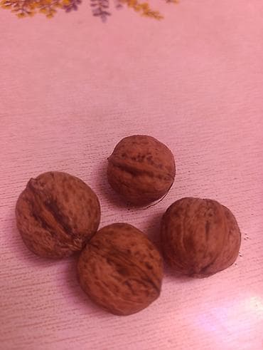 фикус бишкек: Грецкие орехи в скорлупе - Цельные, неочищенные орехи с плотной — 1
