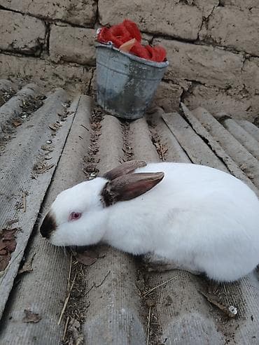 британская вислоухая кошка: Кролик декоративный, белый с темными отметинами на мордочке, ушах и — 3