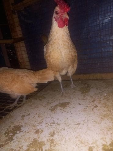 Ветеринар кызматы: Сатам | Тооктор | Көбөйтүү үчүн — 5