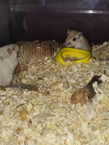 где можно купить крысу: Продаю песчанок. 3 месяцев, самец и самка, за двоих прошу 1500сом, с — 5