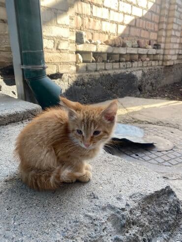 дом кошка: Срочно Отдам Бесплатно Рыжий котёнок - Окрас: насыщенный рыжий табби — 3