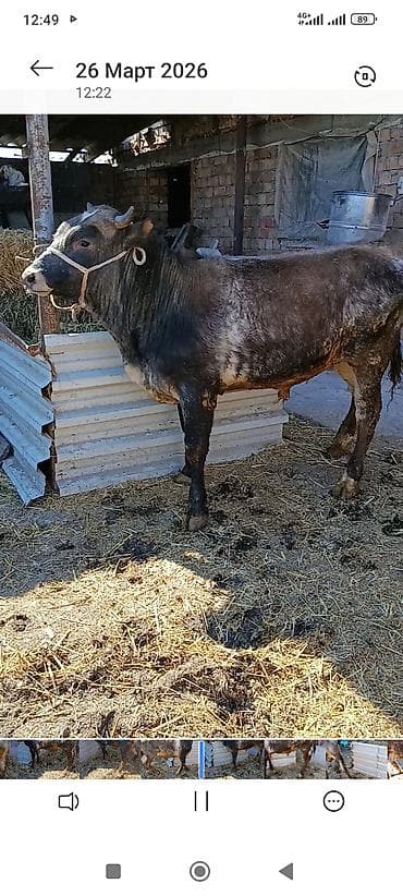 ищу карову: Продаю | Бык (самец) | На откорм | Привязанные — 2
