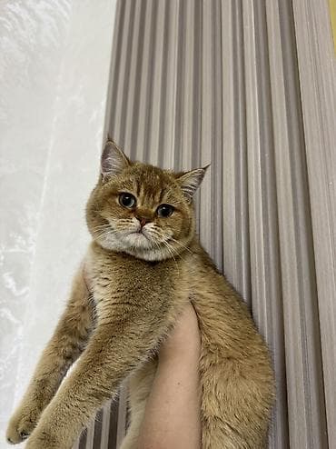 Аквариумдар: Ит кууту: Британ кыска жүндүү, Эркек, 1 жаш, Документтери менен, Алтын шиншилла — 1