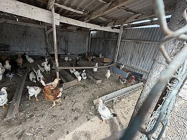 креветки в аквариум купить: Продаю | Куры | Домашняя | Несушки — 1
