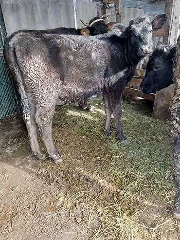 уй сх животное: Продаю | Корова (самка), Тёлка — 1