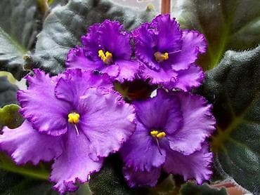 Дом и сад: Продаю деткистартеры сортовых фиалок🌺🌿🌺. От 100сом. Есть взрослые — 3