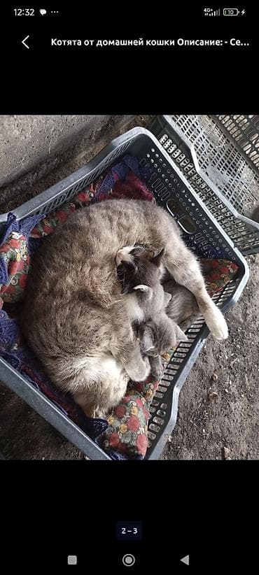 кошки серые: БЕСПЛАТНО! Котята от домашней кошки - Окрас: серые и серо-белые — 2