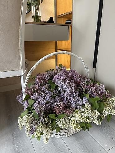 Продаю живую сирень в корзине 💜🧺 Свежая, ароматная и очень красивая