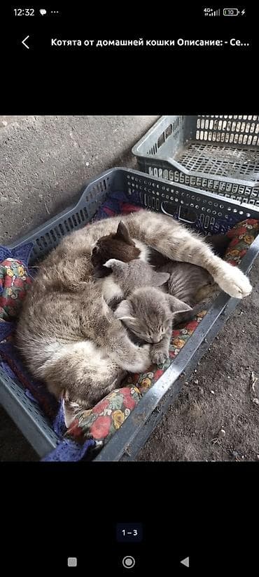 БЕСПЛАТНО! Котята от домашней кошки - Окрас: серые и серо-белые