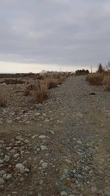 ысык куле: 100 соток, Бизнес үчүн, Кызыл китеп — 2