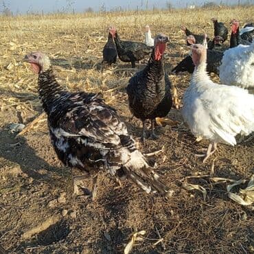 где купить фазанов для разведения: Продаются индюки на мясо. Выращенные на свободе в поле. Корм составлял — 7