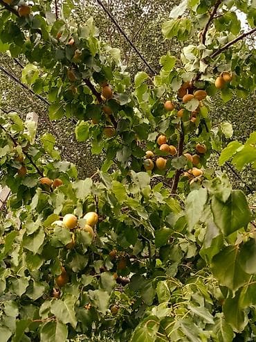 Абрикосы: Продаю Каролевский 🍊 Сочный и сладкий, АБРИКОС размер как яица,Я сама — 4