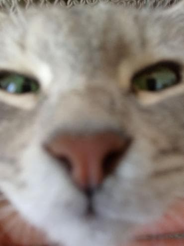 коты бесплатные: Кошка даром: Беспородная, Мальчик, Приучена к лотку — 4