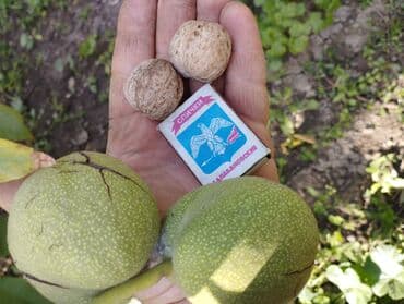 купить шкаф для одежды бишкек: Продаю Саженцы. больших грецких Орехов . Их можно сажать с осени до — 7