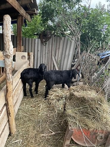 улака ат: Продаю | Овца (самка), Ягненок | Арашан | Для разведения | Племенные, Осеменитель, Ярка — 3