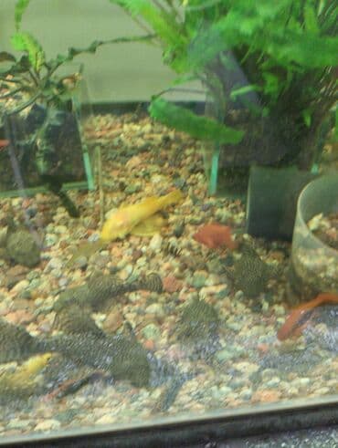 малек форели: Гуппи 35с меченосцы от 50 с анцитрусы мальчики взрослые по 300с — 12