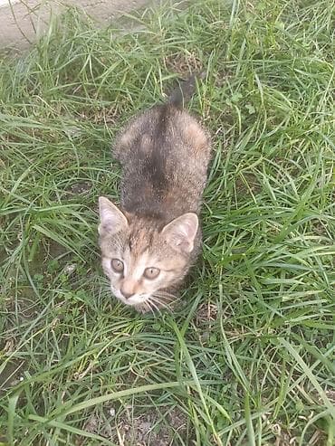 Кошки: Отдам котят в добрые руки бесплатно Котята домашние, окрас: - — 9