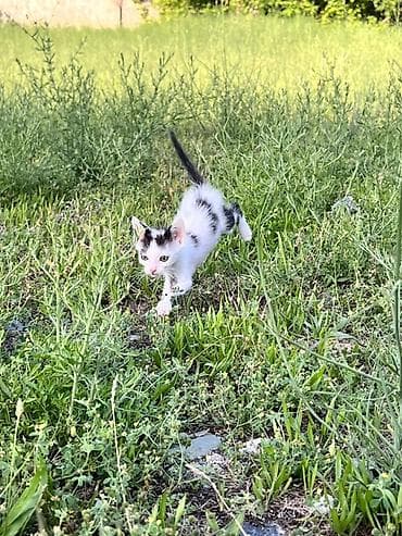 Кошки: Замечательные кошечки в самые добрые ручки. Чистенькие, сами кушаю — 2