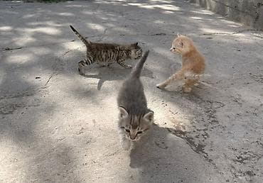 Отдам даром кошку: Кошка даром: Беспородная, 1 месяц, Девочка — 1