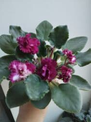 искусственные цветы бишкек инстаграм: Продаю фиалки есть детки — 5