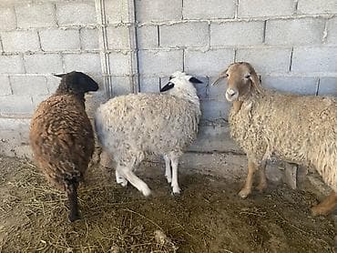 Үй жаныбарлары үчүн товарлар: Сатам | Ургаачы кой (ургаачы) | Аргын | Көбөйтүү үчүн | Токту — 7