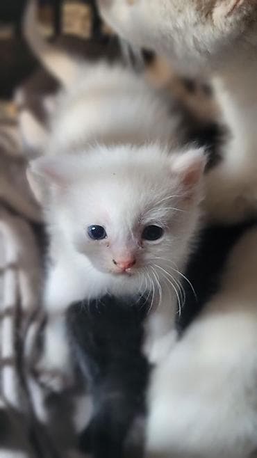 шотландский котята: Котята, помёт из нескольких малышей разного окраса: - чёрный - — 6
