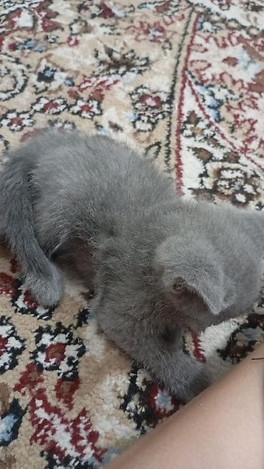 котятя: Продаются чистокровные котята от британской короткошерстной кошки и — 2