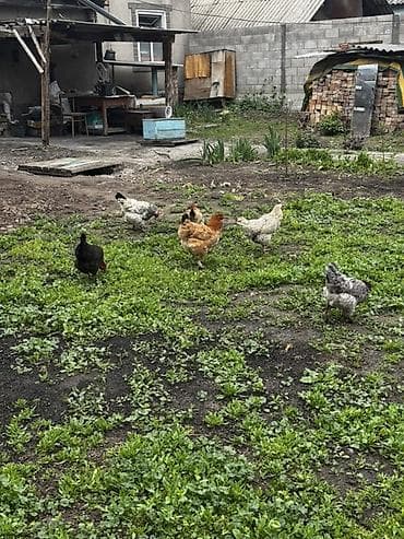 ферма курица: Продаю | Куры, Петух — 4