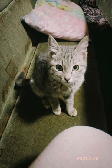 дом кошка: Кошка даром: Беспородная, 10 месяцев, Мальчик, Приучена к лотку — 2