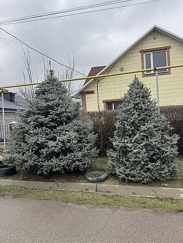 сеянцы голубой ели: Ель колючая голубая (Picea pungens ‘Glauca’) — взрослые декоративные — 4