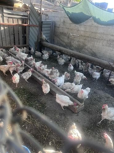 курица куплю: Продаю | Куры | Несушки — 1