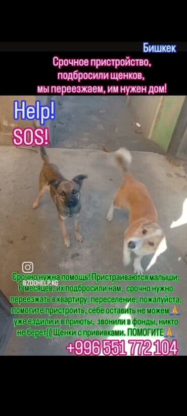 куда можно сдать кошку: Кошка даром: Беспородная, Мальчик — 5