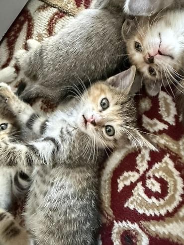 кошка арча бешик: Котятам почти 2 месяца, парода шотландская, один мальчик вислоухий — 7