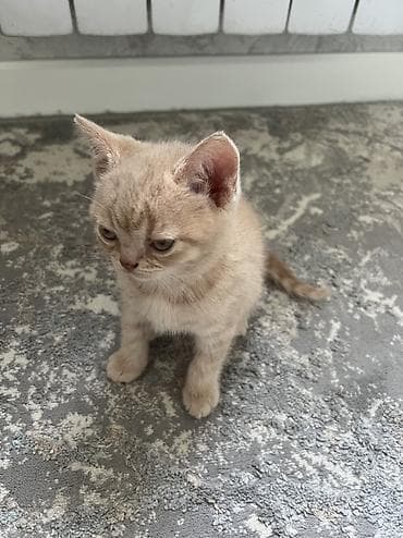 вислоухие котята купить: Британская короткошёрстная, 2 месяца, Мальчик, Рыжий, Приучена к лотку — 5