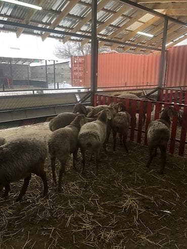 Продаю | Овца (самка) | Арашан | Для разведения | Ярка at lalafo.kg Продаю | Овца (самка) | Арашан | Для разведения | Ярка