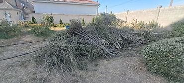 Отун: Отун — 4