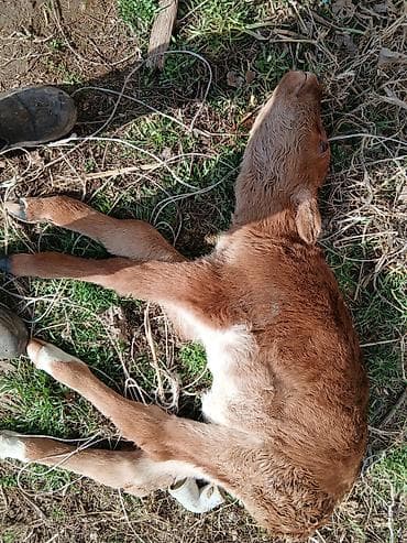 уй ети: Продаю | Музоо, торпок | На откорм — 2