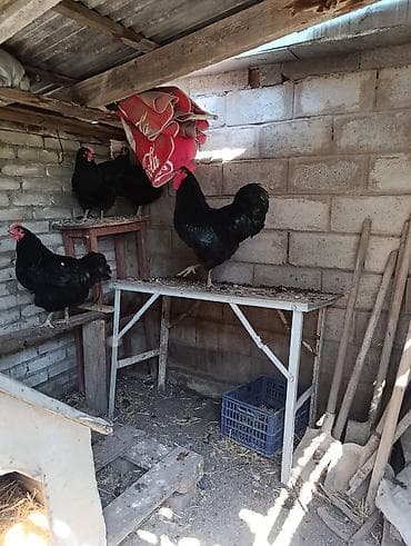 бролер ток: Продаю | Цыплята | Брама | На забой — 10