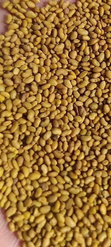 Семена кормовых растений: Люцерна