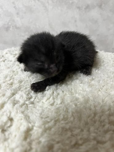 Продажа кошек: 🐾 Открыта бронь на очаровательных котят 🐾 Малыши домашних кошек ищут — 4