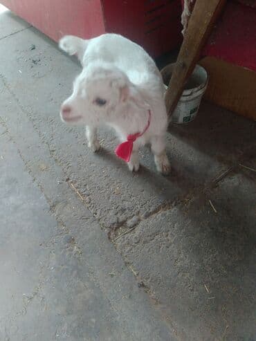 английский дог цена: Продаю | Коза (самка) | Зааненская | Для молока — 27