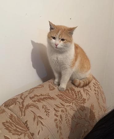 Услуги ветеринара: Кошка даром: Беспородная, 2 года, Мальчик, Кастрирована, Проглистована — 3